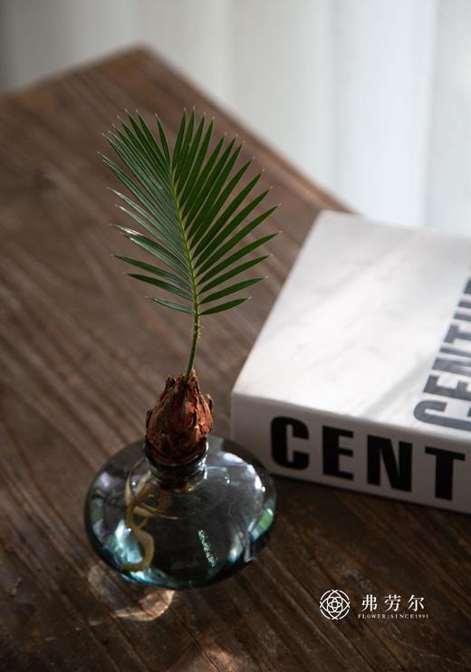 苏铁宝宝 商品图1