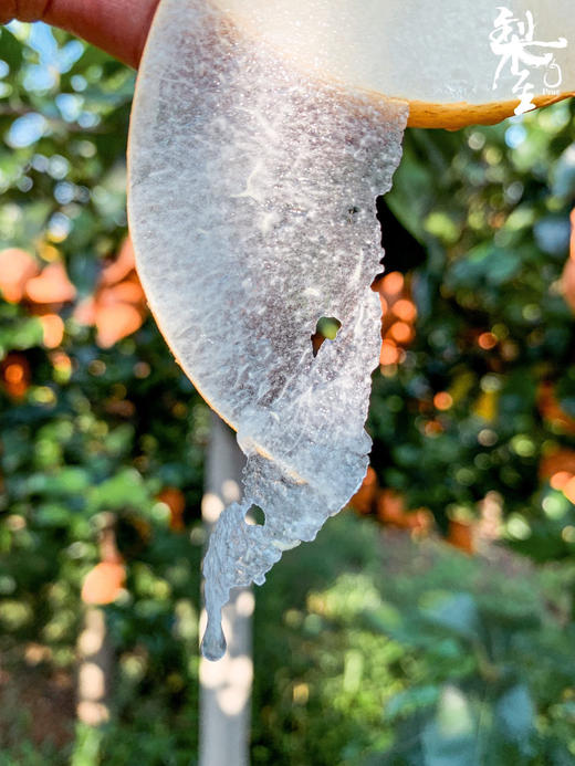 每一口都是鲜榨梨汁！【秋月梨】细腻宛如秋水 肉白堪比秋月 来自北纬37度的甜 每一颗都是“百梨挑一” 商品图1