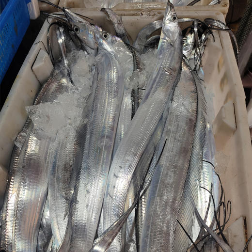 【秒杀】舟山海钓带鱼2条装（6-7两/条） 商品图1