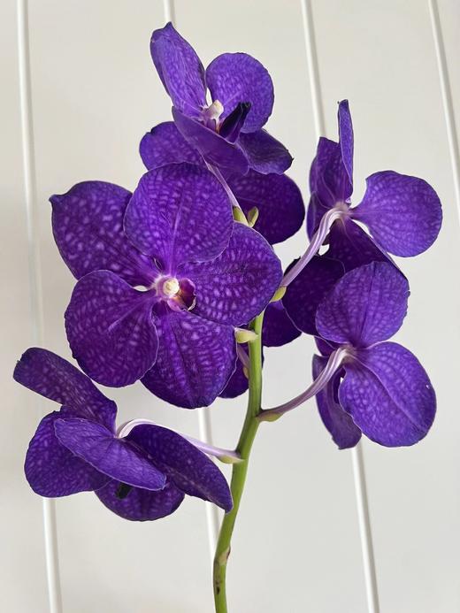 胡姬兰【你若盛开，蝴蝶自来】简小姐精选 进口胡姬兰/万代兰2枝 2件包邮 下单5天发货 商品图4