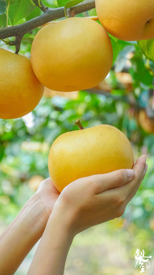 每一口都是鲜榨梨汁！【秋月梨】细腻宛如秋水 肉白堪比秋月 来自北纬37度的甜 每一颗都是“百梨挑一” 商品图4