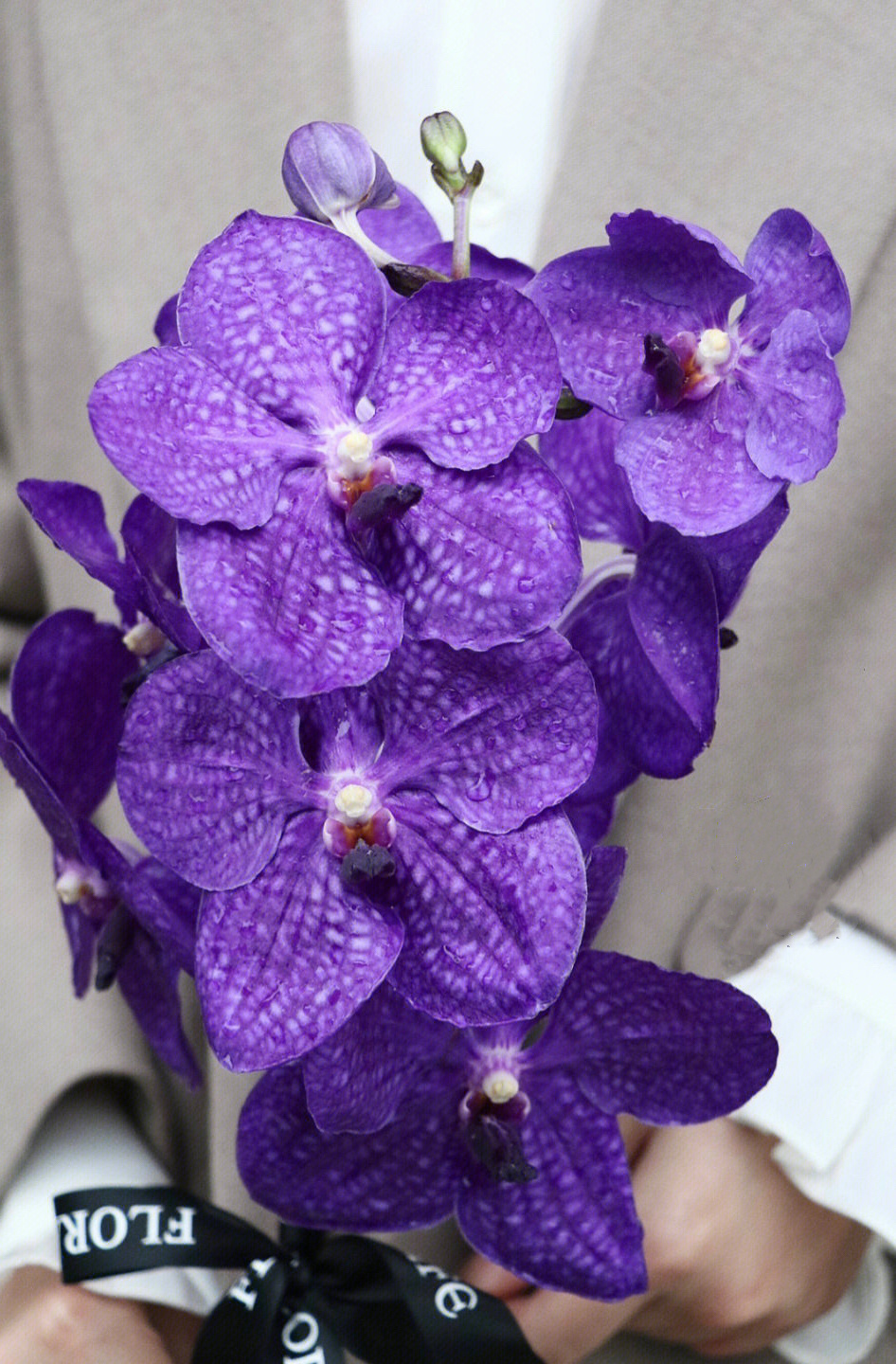 胡姬兰【你若盛开，蝴蝶自来】简小姐精选 进口胡姬兰/万代兰2枝 2件包邮 下单5天发货