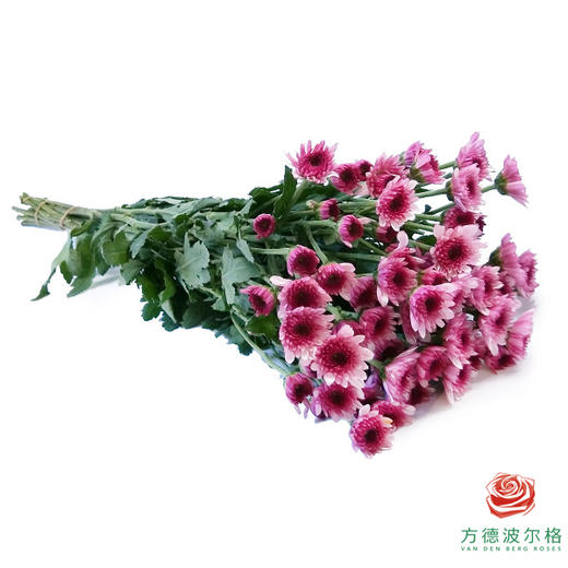 市场多头小菊 粉丹特 商品图1