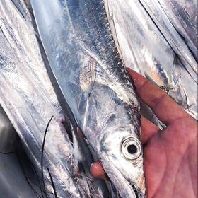 【秒杀】舟山海钓带鱼2条装（6-7两/条）