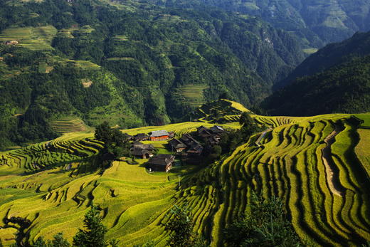 【凤来高寿米】10斤真空包装 商品图2