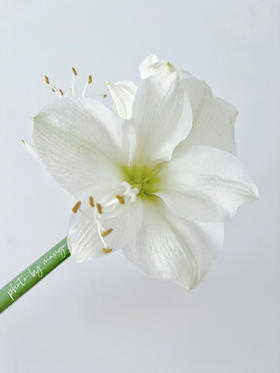 国产朱顶红 | 圣诞礼物