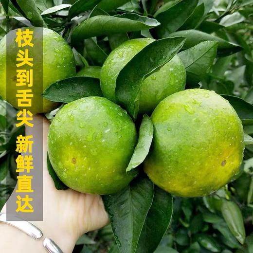 【窑湾蜜桔】24枚橘子新鲜水果宜昌蜜桔当季孕妇水果 商品图5