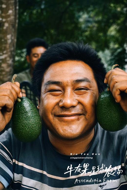 【绵密如黄油 比墨西哥原产地更惊喜】2025 新产季 来自云南孟连农场的阳光牛油果（预计10.20号发货） 商品图4