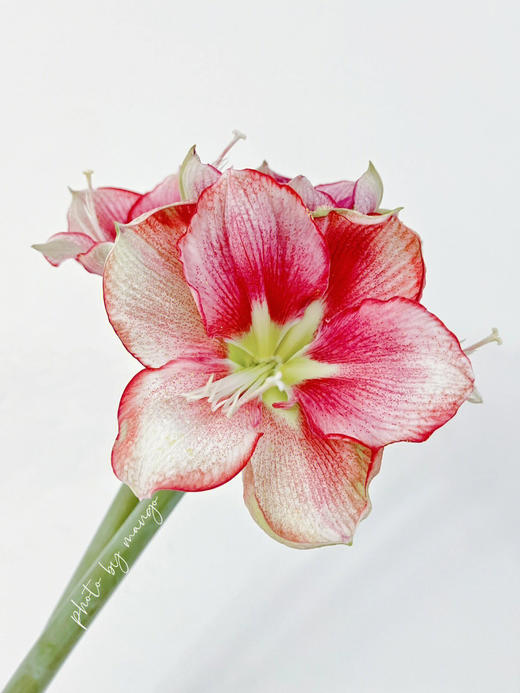 国产朱顶红 | 盛妆 商品图0