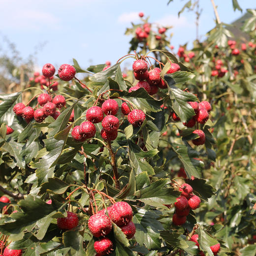 山区种植酸甜山楂  水果山楂 酸甜沙面   大小混发新鲜采摘好味道  300g 商品图4