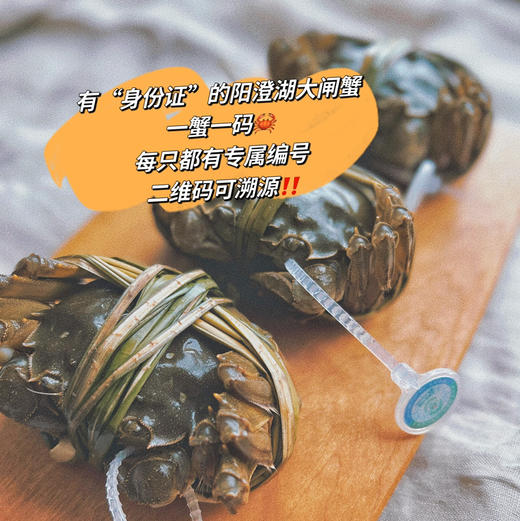 2025正宗的阳澄湖大闸蟹来了！只选精品阳澄湖大闸蟹 口感肥美 黄肥膏白 蟹黄鲜香，产地顺丰直达到家 商品图10