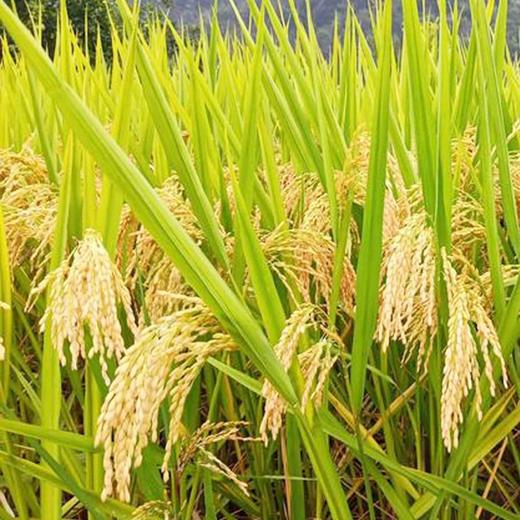 【五农人米】我从武隆山里来 商品图6