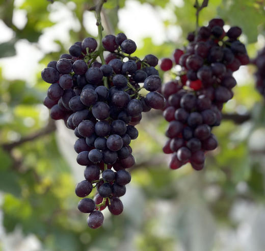 锦州玫瑰香葡萄 3斤12小盒 粒果装 商品图0