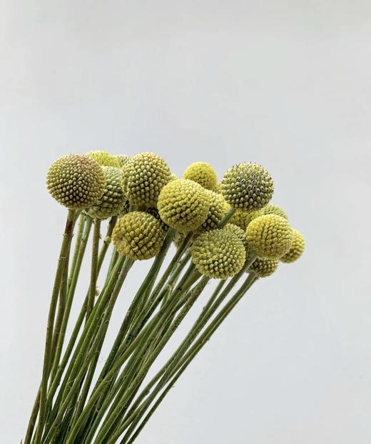 【永远幸福】黄金球  18-20支/扎 商品图4