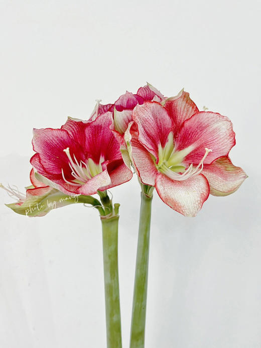 国产朱顶红 | 盛妆 商品图3