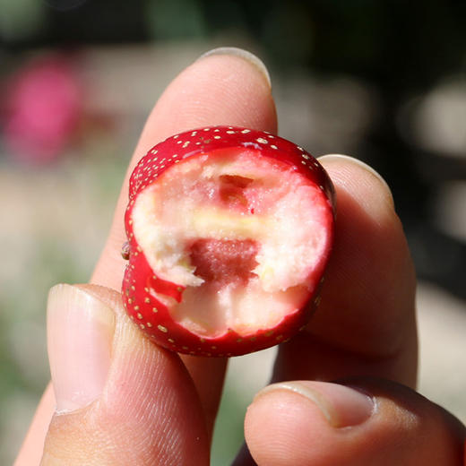 山区种植酸甜山楂  水果山楂 酸甜沙面   大小混发新鲜采摘好味道  300g 商品图2