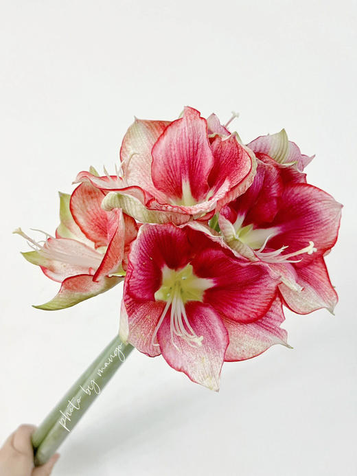 国产朱顶红 | 盛妆 商品图2