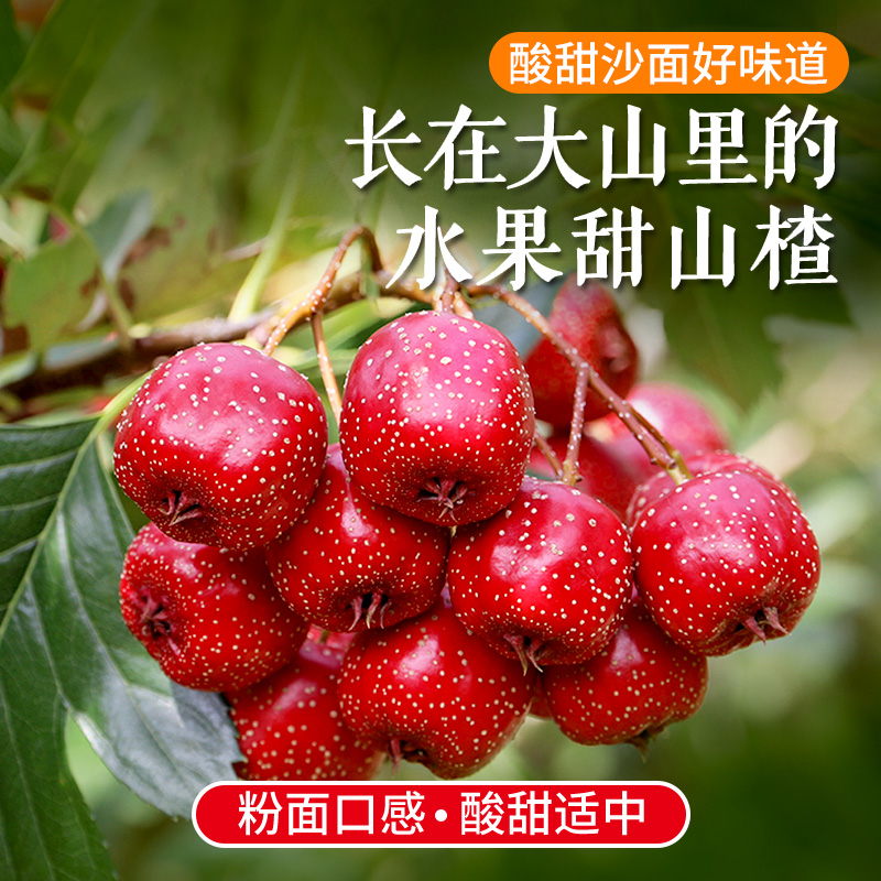【包邮】山区种植甜山楂  水果山楂 酸甜沙面    大小混发新鲜采摘好味道