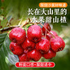 【包邮】山区种植甜山楂  水果山楂 酸甜沙面    大小混发新鲜采摘好味道 商品缩略图0