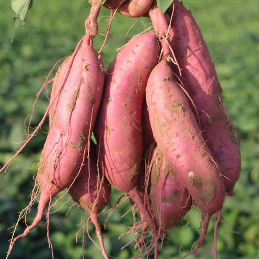 [屁侠推荐]哈密白薯 冰糖蜜薯  甜糯软嫩 商品图2