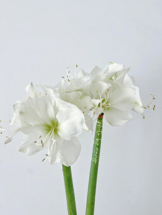 国产朱顶红 | 圣诞礼物 商品图2