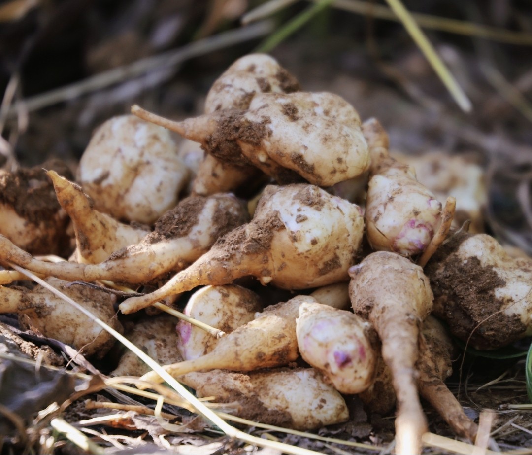 【时令蔬菜】洋姜 750g