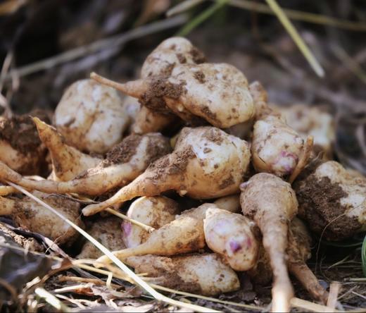 【时令蔬菜】洋姜 750g 商品图0