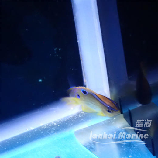 蓝背魔 商品图4