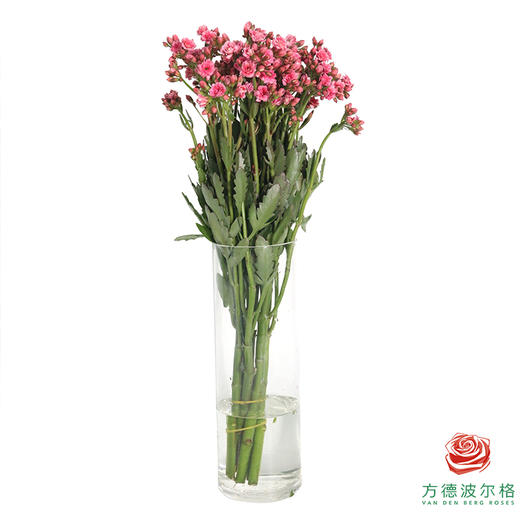 长寿花-油画粉 商品图5