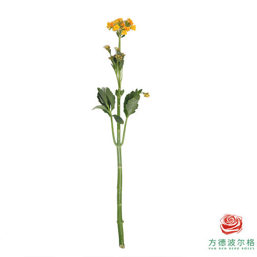 长寿花-黄色阳光 商品图5