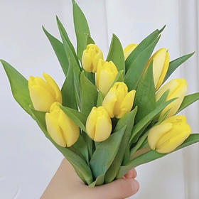 方德郁金香.麦田