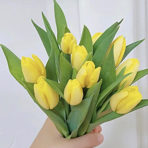 方德郁金香.麦田 商品图0