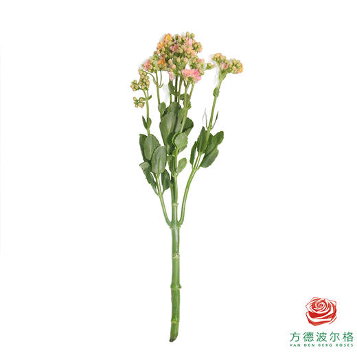 长寿花-糖果浅粉 商品图5