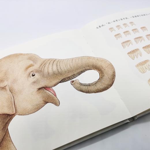 《它们和我们》全6册 科普低幼启蒙绘本 刘莹/著 袁聪等/绘 商品图6