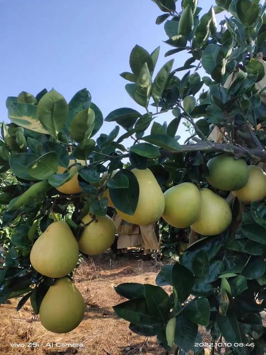 井冈蜜柚-金兰柚 商品图3