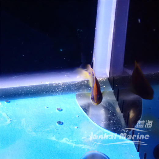 蓝背魔 商品图3