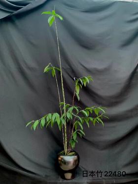 日本竹