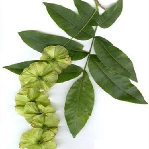 丨有机丨野生青钱柳古树茶 百年古树  海拔1889米原始森林高山野生青钱柳古树（茶场直供） 商品图3