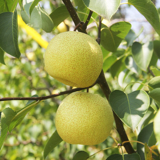 有机黄金梨（小果12-14枚4.5-5斤）@小空山 商品图1