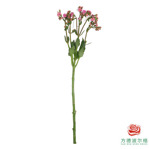 长寿花-荔枝粉 商品图5