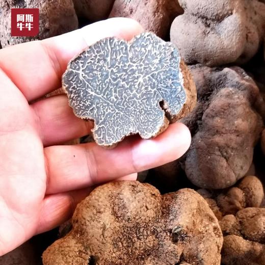 【凉山精选】大凉山会东黑松露1斤/3斤装 鲜松露 商品图1