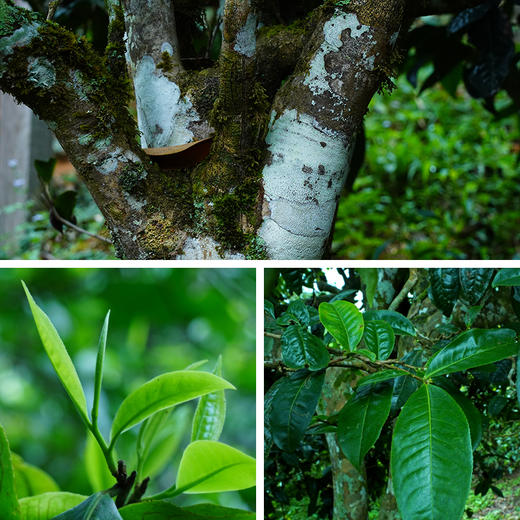 【古寨春秘境入门版】古寨春标杆入门系列，为普洱证明，为店铺证明拍5发6拍20发25 357g/饼 商品图1