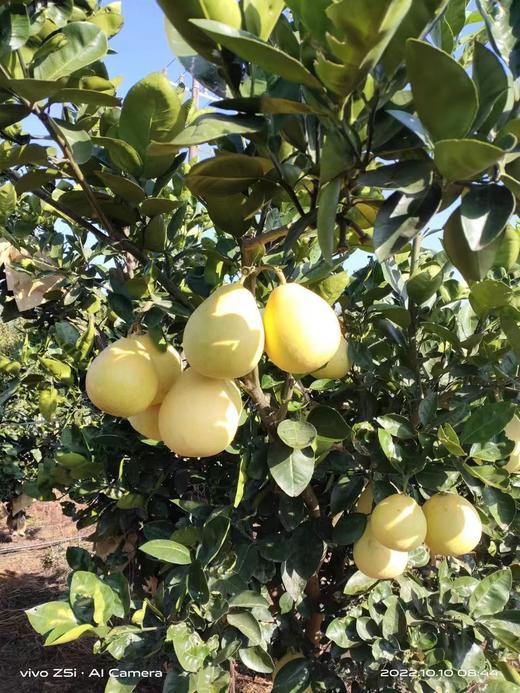 井冈蜜柚-金兰柚 商品图2