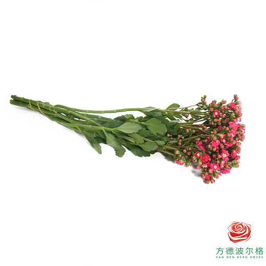 长寿花-油画粉 商品图4