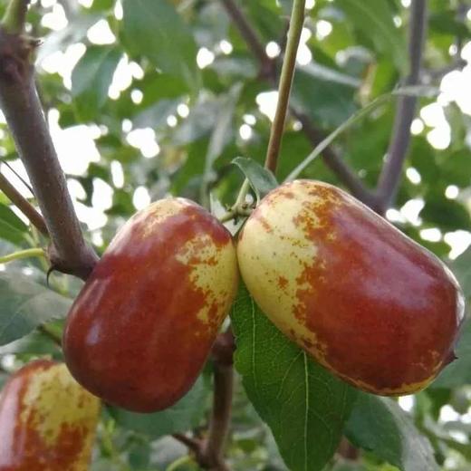 【猪腰枣】汇聚天地精华 一方水土念一方特色 商品图2