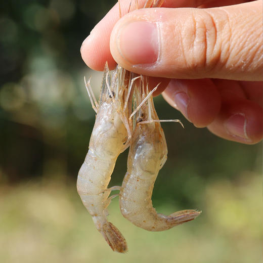 【急冻锁鲜】正宗水库小河虾  个头小巧  肉质细嫩  味道鲜美  新鲜野生河虾 350g 商品图3
