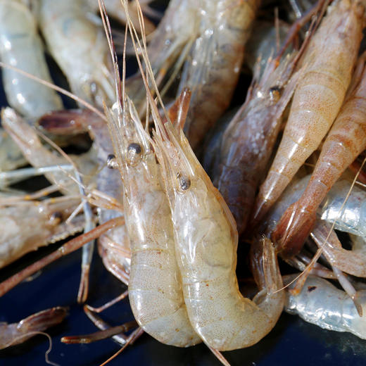 【急冻锁鲜】正宗水库小河虾  个头小巧  肉质细嫩  味道鲜美  新鲜野生河虾 350g 商品图2