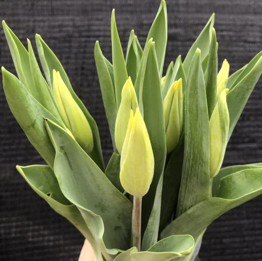 方德郁金香.麦田 商品图1