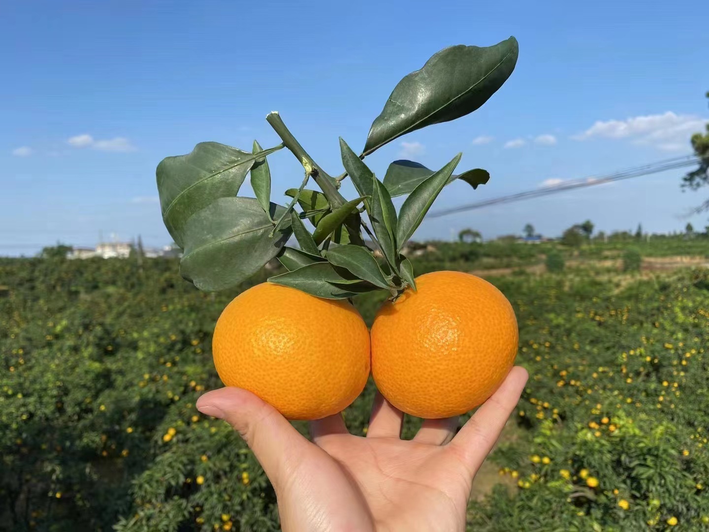 【产地直发】四川 爱媛38号果冻橙 轻微果酸 多规格可选