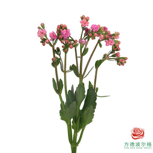 长寿花-荔枝粉 商品图3